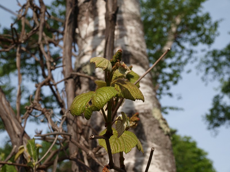 http://www.yama39.com/blog/images/20150527-2.jpg