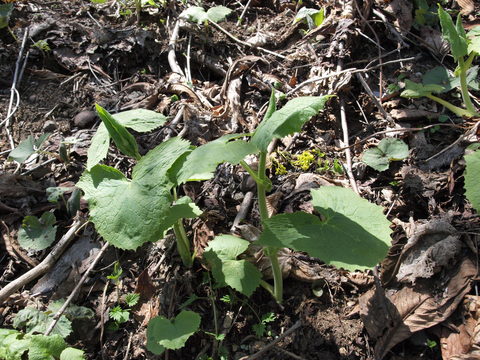 20140511udobuki.JPG