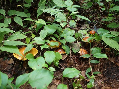 20140917-11.jpg