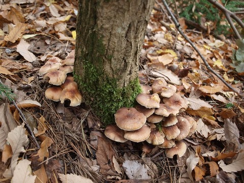 20141112-2.jpg