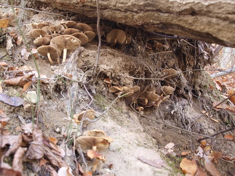 20141119-1.jpg