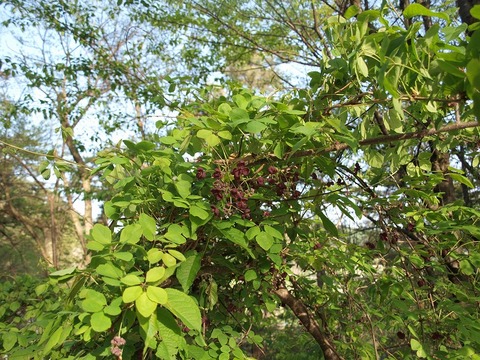 20150507-5.jpg