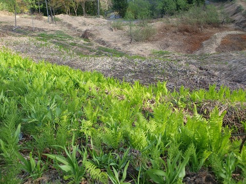 20150507-6.jpg