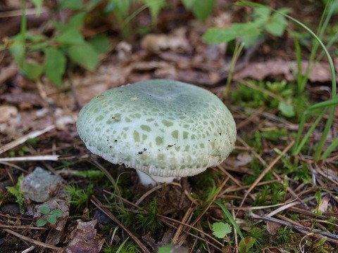 20150812-7.jpg