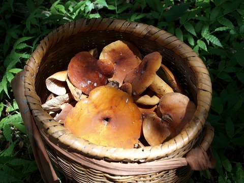 20150819-1.jpg