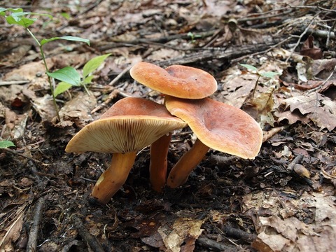 20150819-2.jpg