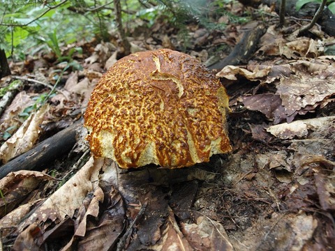 20150819-3.jpg