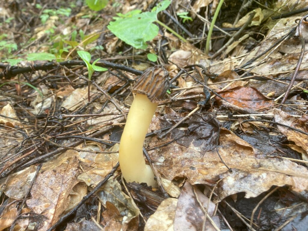 オオズキンカブリタケ