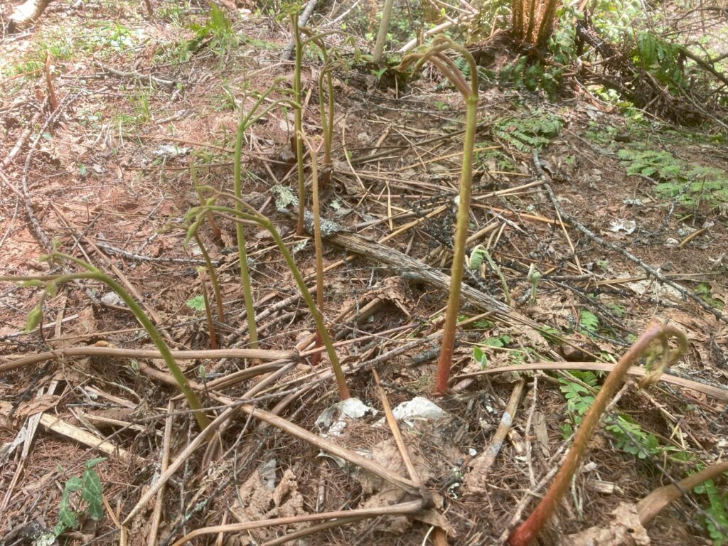 トリアシショウマ