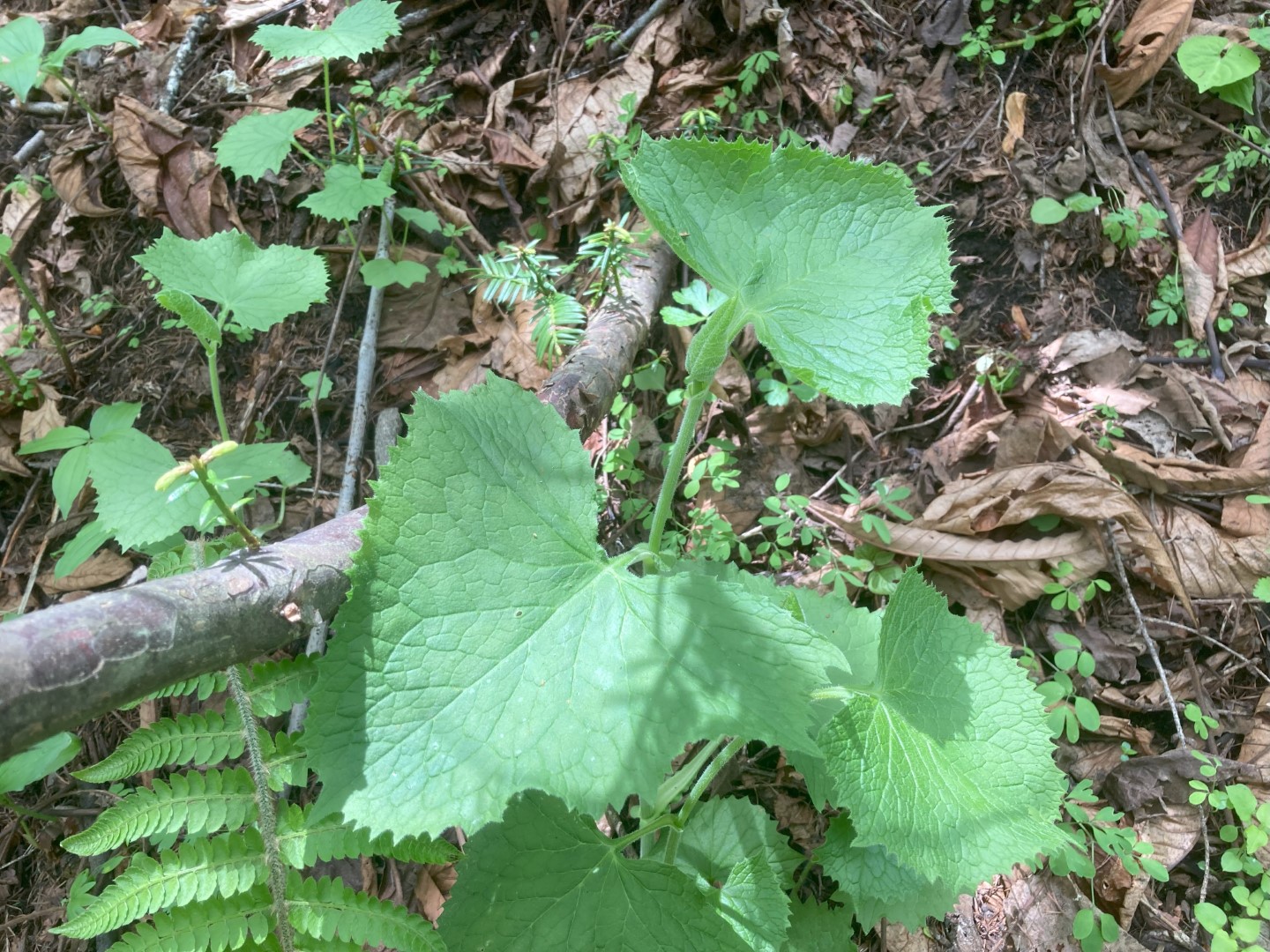 やま爺の北信濃やま便り | やま茶屋