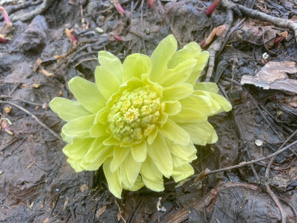 フキノトウの花