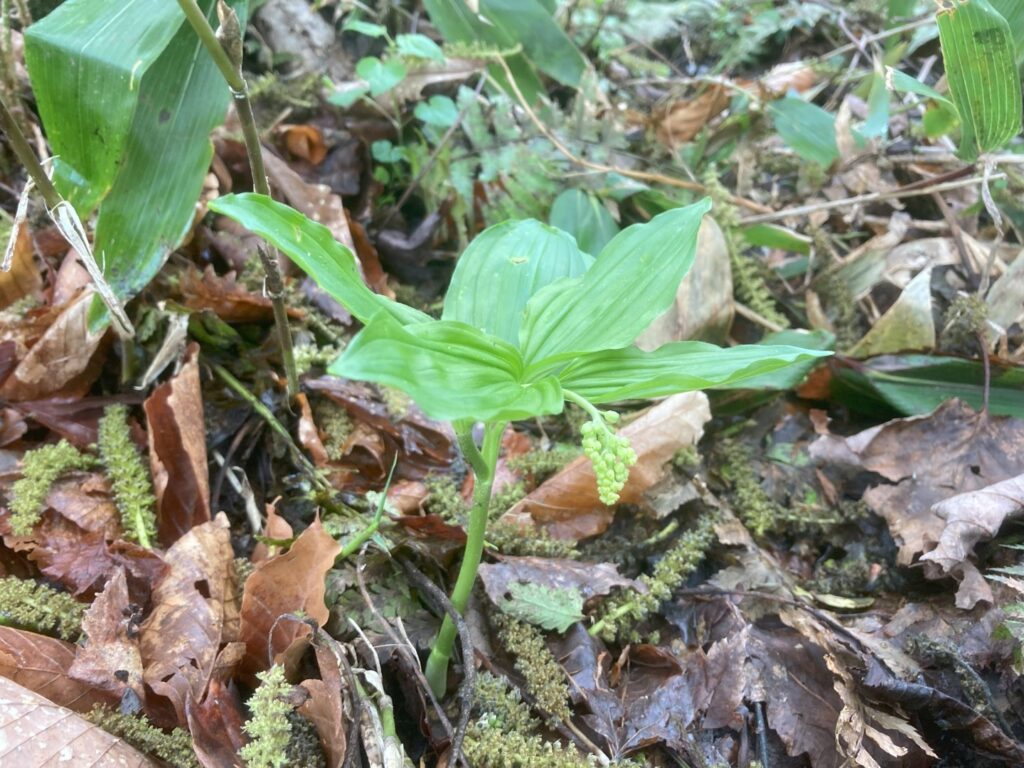 ユキザサ(食)