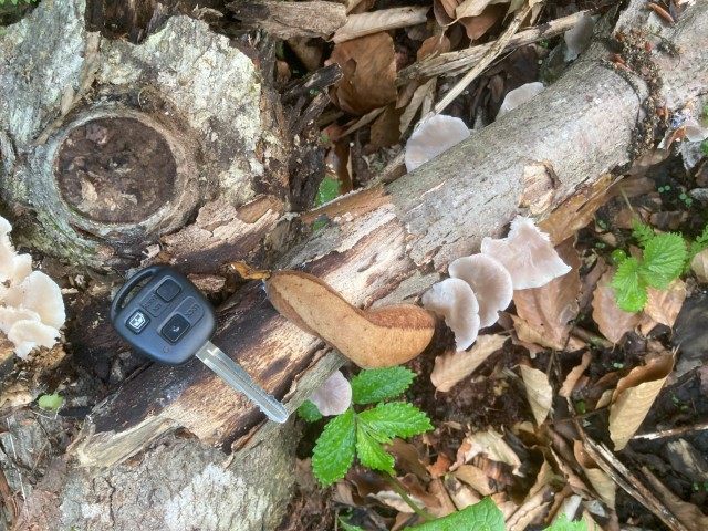 ウスヒラタケと巨大ナメクジ