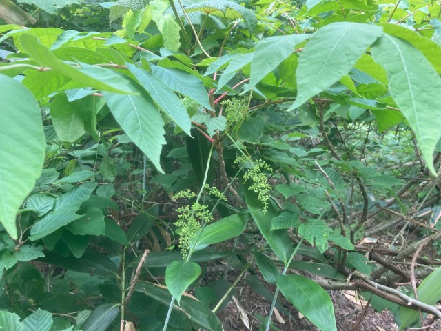 ウルシの花
