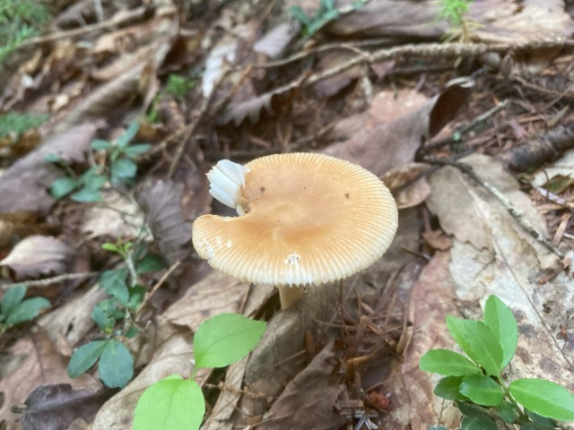 カバイロツルタケ(食用)