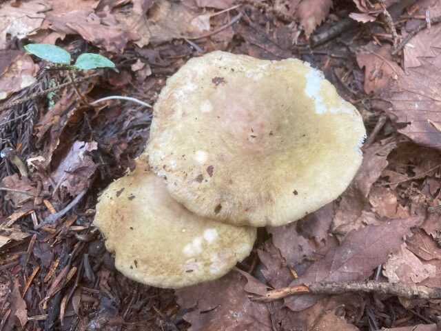 カワリハツ・若草色