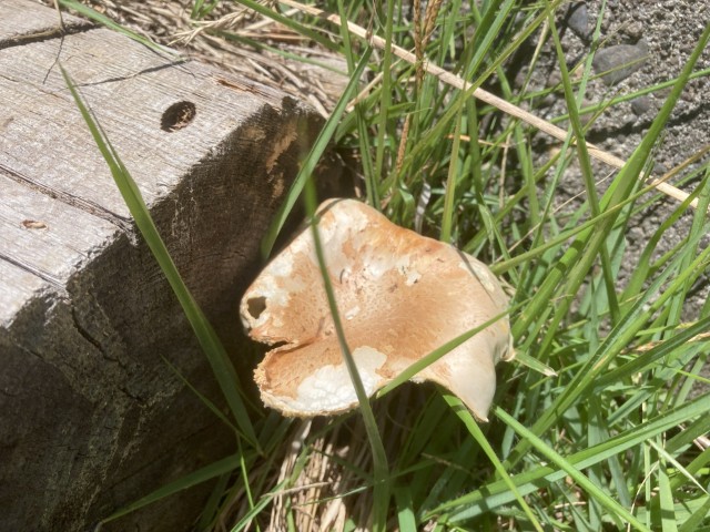 マツオウジ