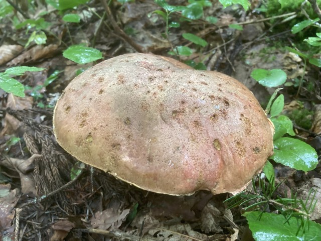 アカジコウ（食）