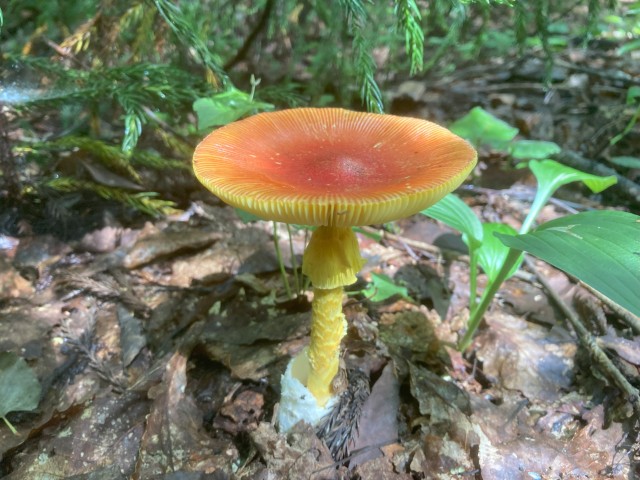 タマゴタケ（食）
