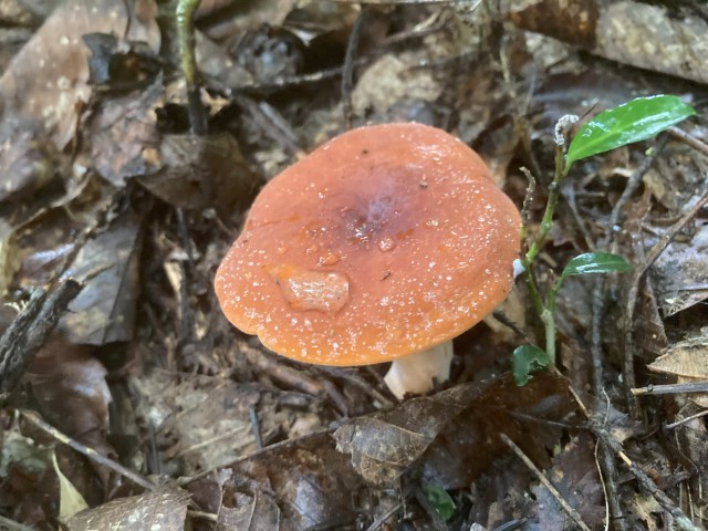 チチタケ（食）