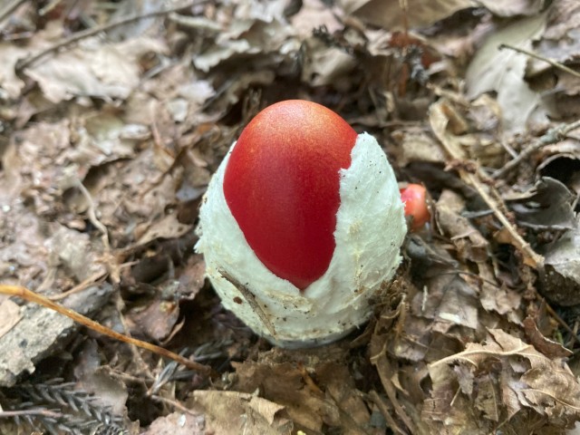タマゴタケ(食)1