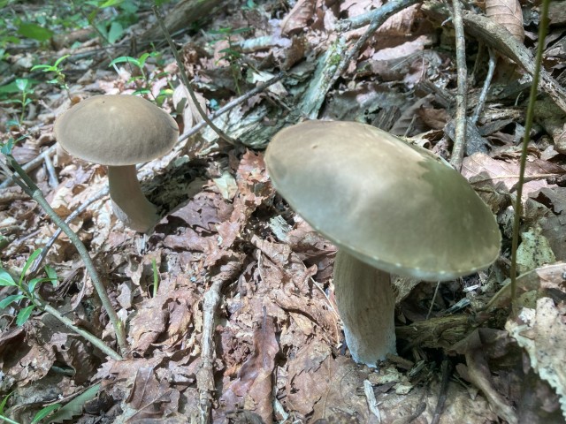 ヤマドリタケモドキ