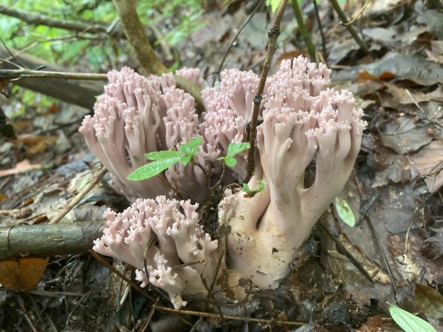 ウスムラサキホウキタケ(食)