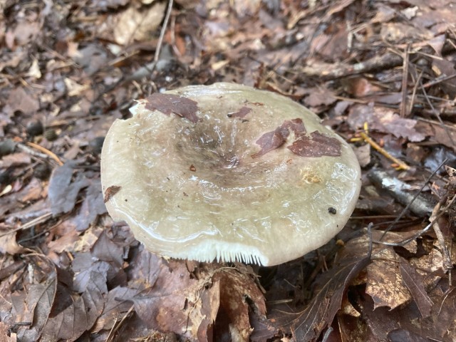 カワリハツ(食)