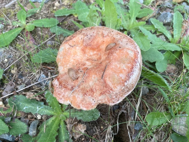 アカハツ（食）