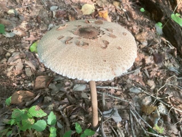 カラカサタケ（食）
