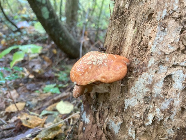 キノボリイグチ（食）