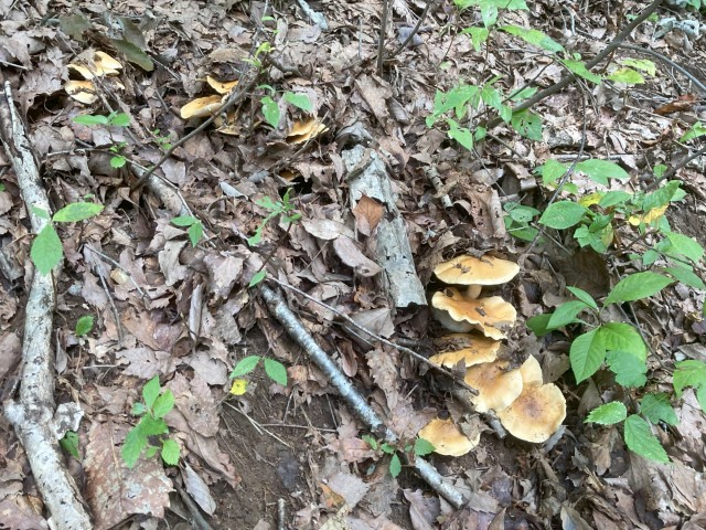 クリフウセンタケ（食）