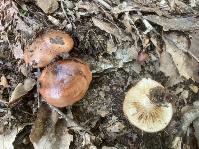 カキシメジ(毒)