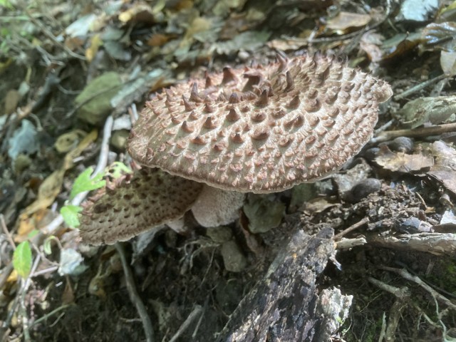 コウタケ(食)