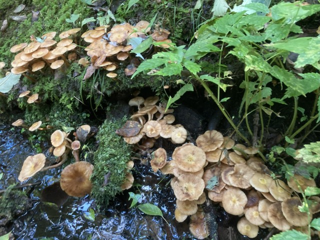 ナラタケ(食)