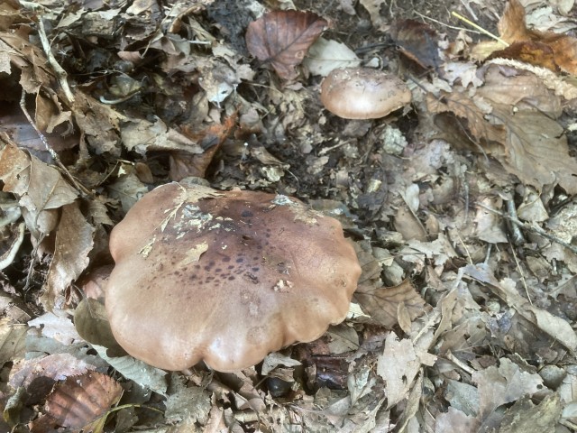 カキシメジ（毒）