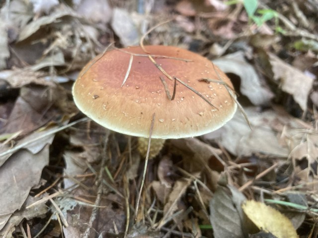 チャナメツムタケ（食）