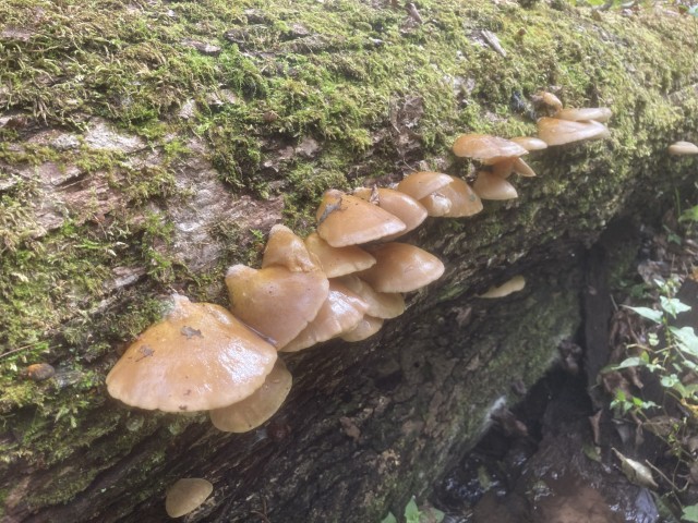 ムキタケ（食）