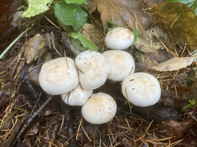 オトメノカサ(食)