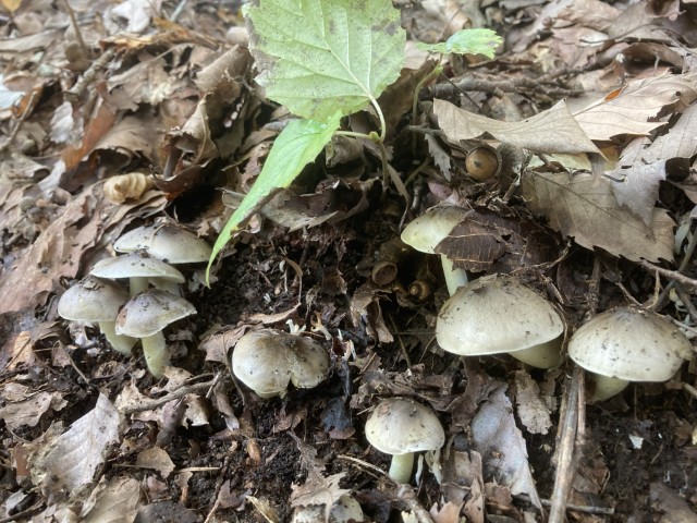 シモフリシメジ