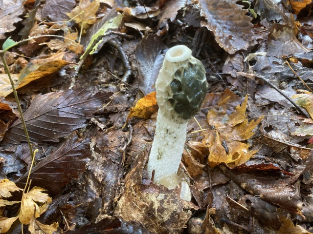 スッポンタケ(食)