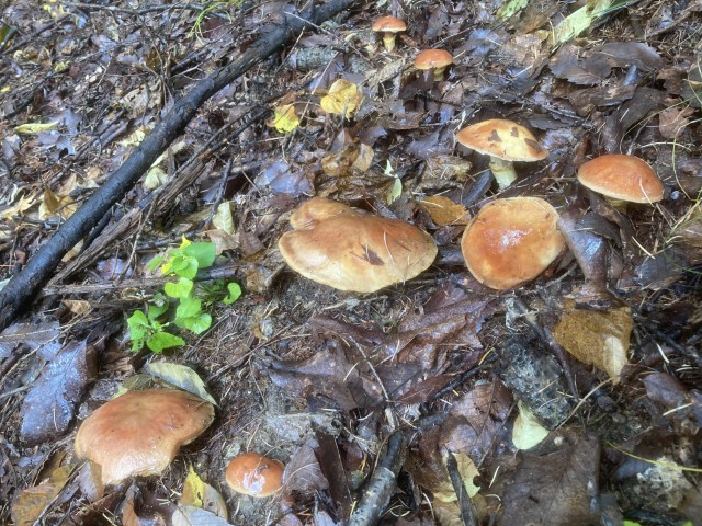 チャナメツムタケ(食)