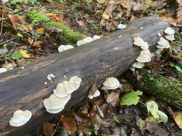 ニカワハリタケ(食)