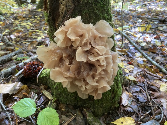 ハナビラニカワタケ(食)