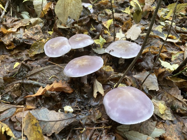 ムラサキシメジ(食)