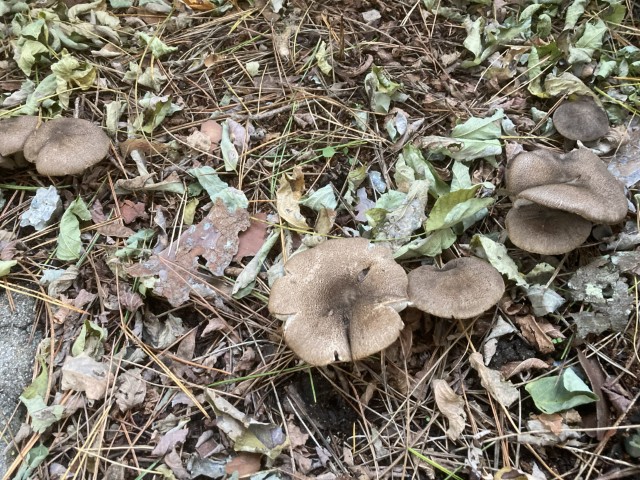 クロゲシメジ（食）