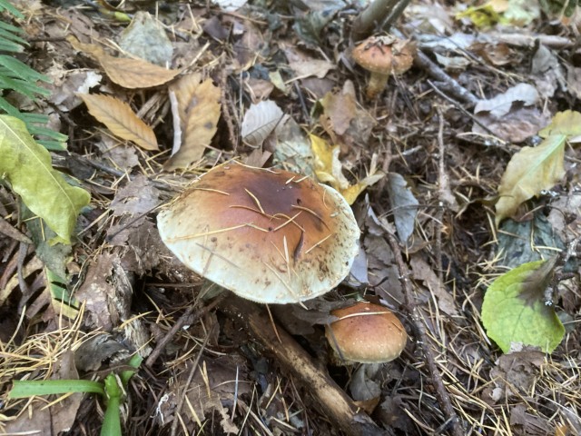 チャナメツムタケ（食）