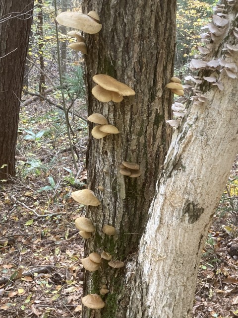 ムキタケ１（食）