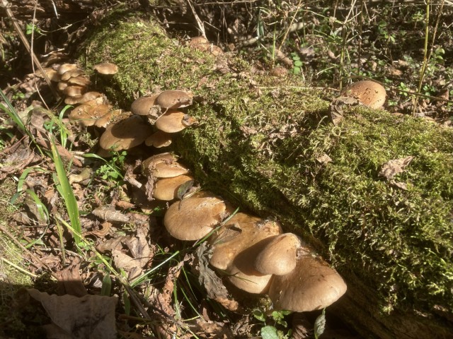 ムキタケ３（食）