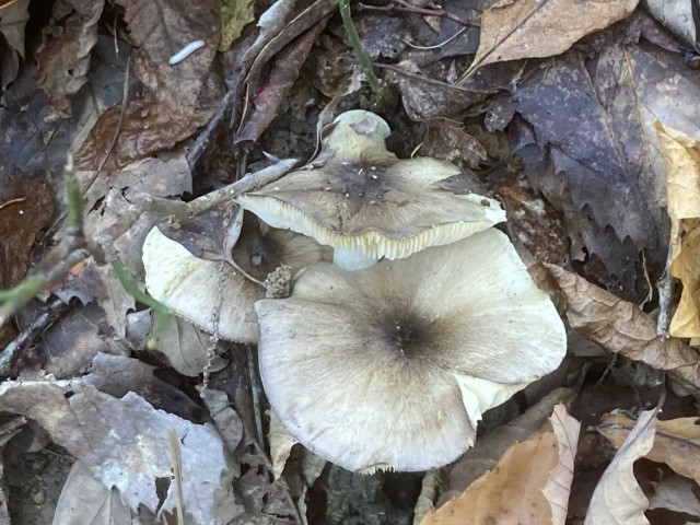 シモフリシメジ